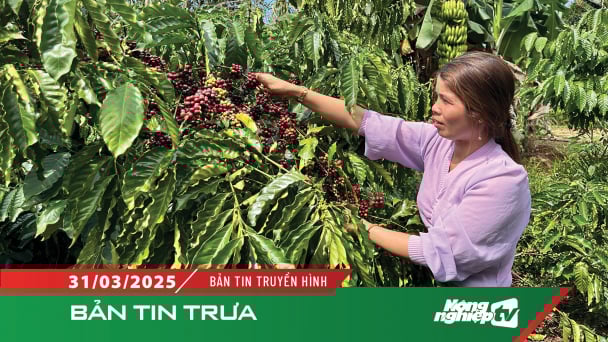 Nông dân ngừng bán ra, giá cà phê có thể đạt 150.000 đồng/kg