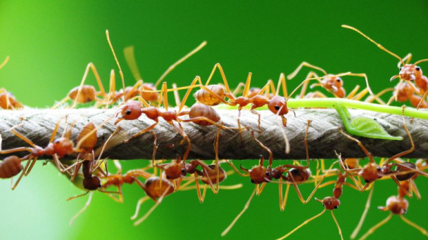 Kiến vàng - vũ khí sinh học hiệu quả