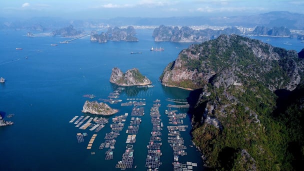 Hơn 300 vị trí nuôi biển tại TP Cẩm Phả đã có chủ