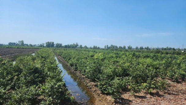 TP.HCM đề xuất thu hồi hơn 230 ha đất để đầu tư 10 dự án