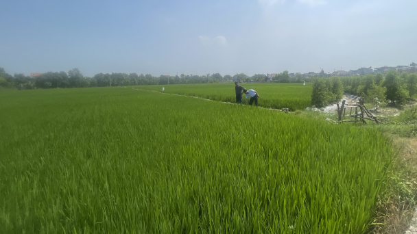 Hải Dương triển khai cấp Giấy chứng nhận quyền sử dụng đất nông nghiệp