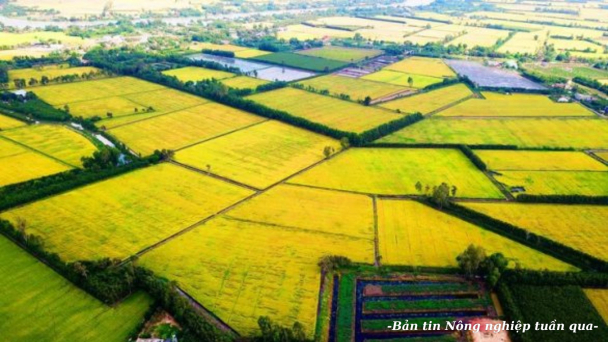 Ngành sản xuất lúa gạo Việt Nam đã xác định được hướng đi đúng đắn