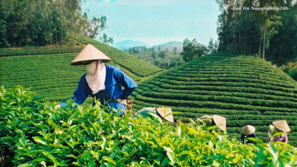 Xuất khẩu nông lâm thủy sản sang châu Phi tăng 105%