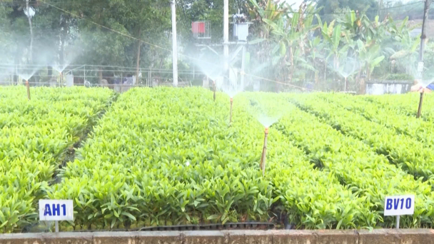 Giống cây chất lượng ‘ươm’ rừng xanh đại ngàn