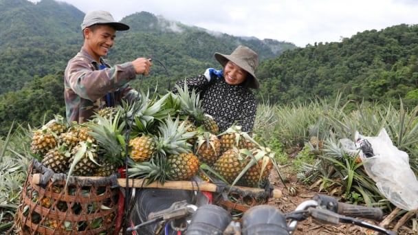 Mường Nhà phát triển kinh tế nhờ cây dứa mật
