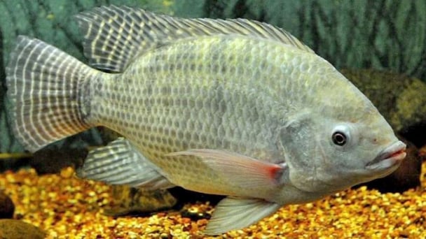 Vietnamese tilapia re-imported into Brazil