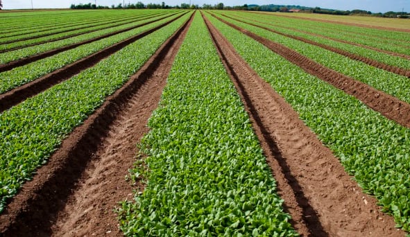 Scientists find the best crops to grow during the apocalypse