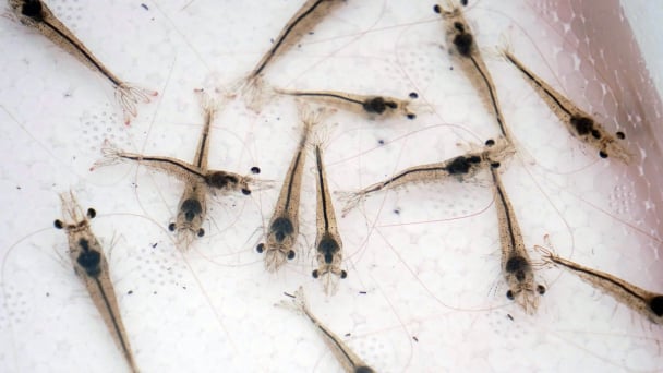 Solutions for sustainable shrimp farming: Biotechnology and high-quality broodstock