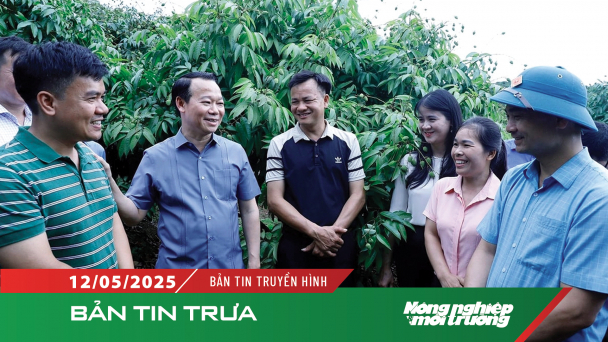 Sản lượng vải thiều Bắc Giang tăng 8% so với năm 2024