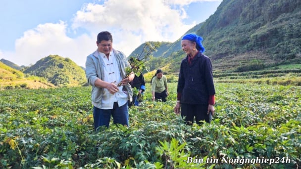 Thiết kế hệ thống ưu đãi toàn diện cho phát triển dược liệu dưới tán rừng