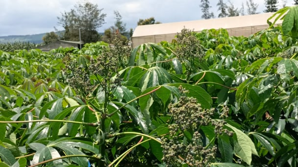 Protecting the Mekong cassava sector from disease with sustainable solutions