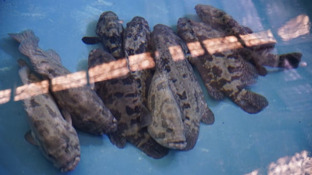 Boosting the hybrid grouper supply chain: Addressing bottlenecks from fry to feed