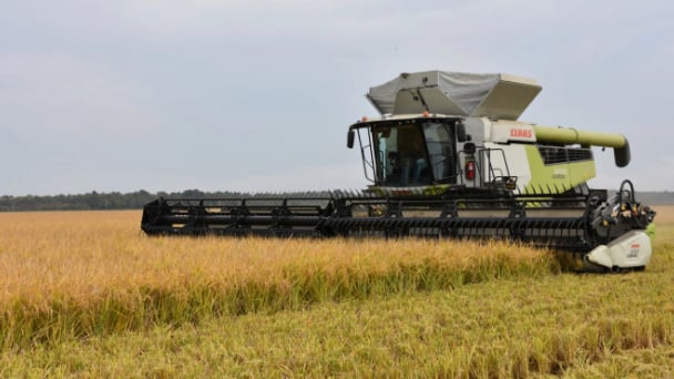 Rice market is global rollercoaster