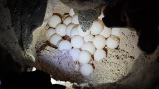 Philippine turtle crosses the ocean to lay eggs in Con Dao