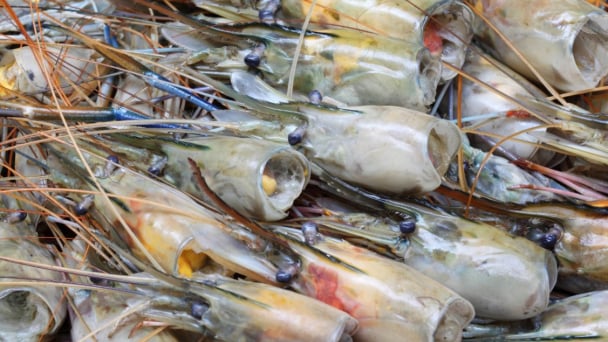 Deep processing of seafood by-products: A new growth driver