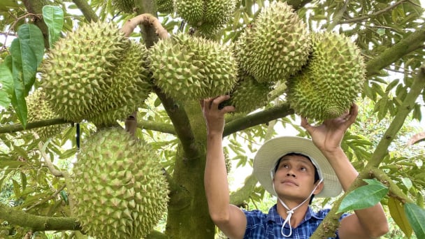 Đồng Tháp - Tiền Giang hợp nhất sẽ có 305 đơn vị hành chính cấp xã
