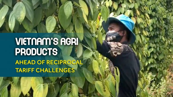 Vietnam’s pepper sector remains calm amid concerns