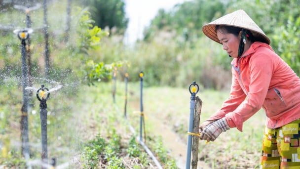 Phụ nữ thích ứng với biến đổi khí hậu, bảo vệ sinh kế bền vững