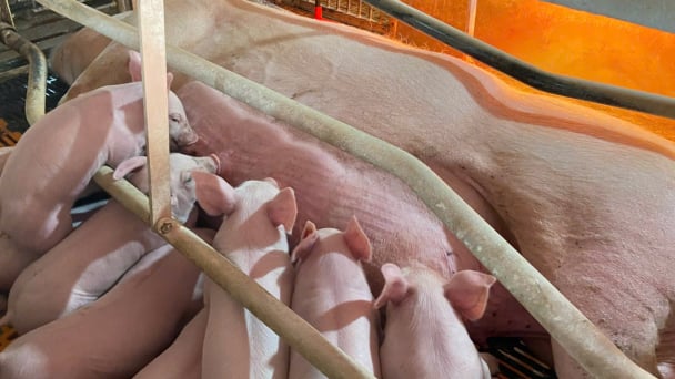 Siết công tác phòng, chống dịch tả lợn Châu Phi