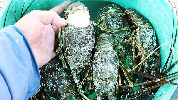 Xử phạt cơ sở bơm tạp chất vào tôm hùm để tăng trọng lượng