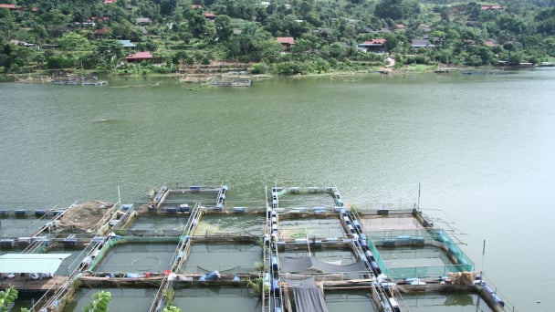 Chủ động ứng phó tình huống khi hồ Hòa Bình đột ngột thay đổi mực nước