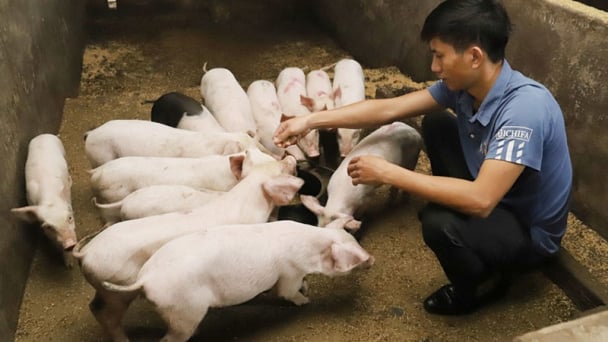 Proposing to bring ASF vaccination into mass immunization in high-risk areas