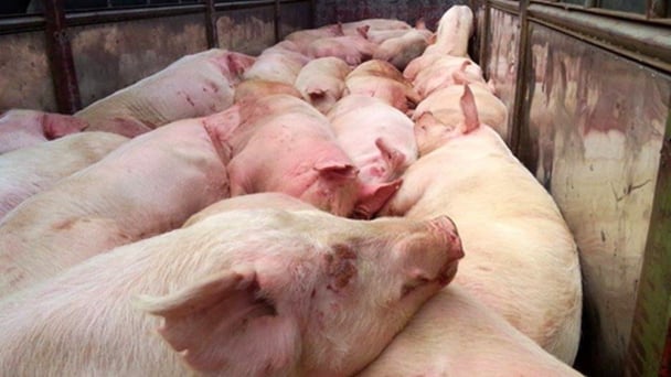Shielding diseases: A strategy for Vietnam's livestock sector to access premium markets