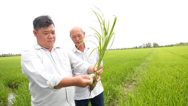 Khuyến nông cộng đồng phát huy vai trò trong sản xuất lúa gạo chất lượng cao