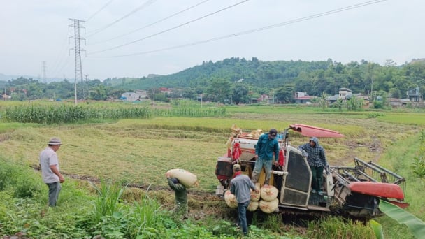 Lào Cai: Năng suất lúa xuân đạt 61,5 tạ/ha
