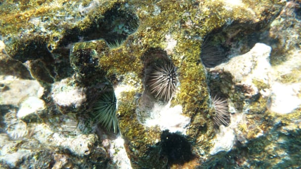 Nhím biển gây xói mòn rạn san hô Hawaii