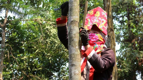 Nông nghiệp hữu cơ Quảng Ninh: Từ định hướng đến hành động