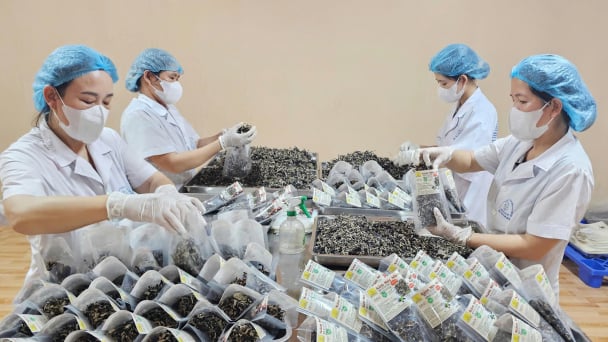 Central Vietnam to facilitate global expansion of OCOP products