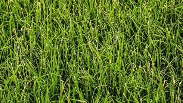 Khẩn trương phòng trừ sâu cuốn lá nhỏ, rầy nâu, rầy lưng trắng