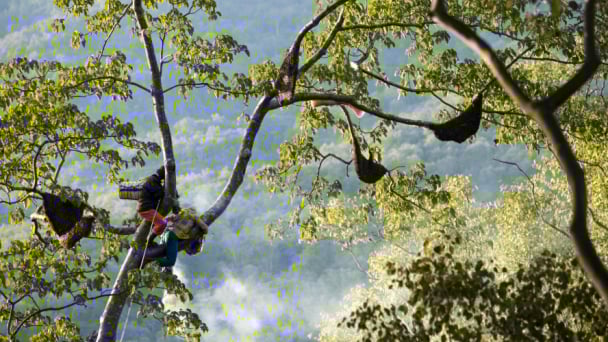 Enriched from the forest: Community forestry builds green economy