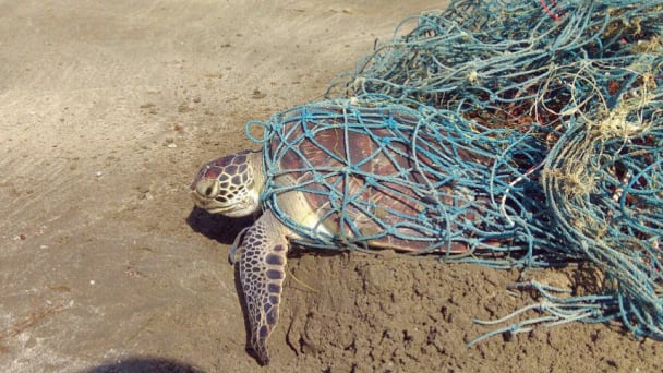 Con Dao drowning in plastic waste: [2] Ecosystems and tourism are in danger