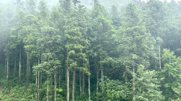 Lào Cai trồng trên 11.700ha rừng trong 6 tháng đầu năm