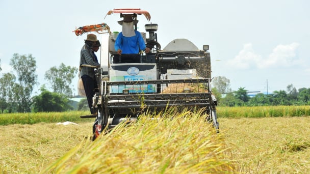 Nông dân Đồng Tháp tất bật thu hoạch lúa hè thu