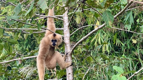 Ta Dung: The Central Highlands of Vietnam's biodiversity core
