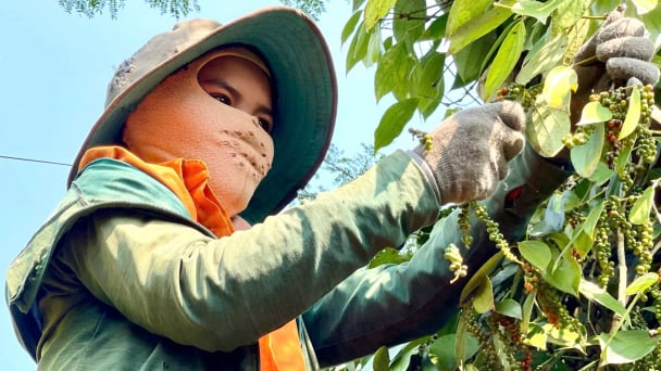 Cooperative leaves imprints with 5 national 5-Star OCOP products