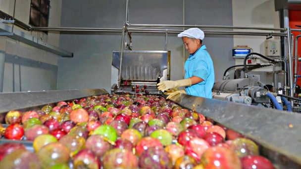 Vietnamese technology helps small businesses process fruit efficiently and cost-effectively