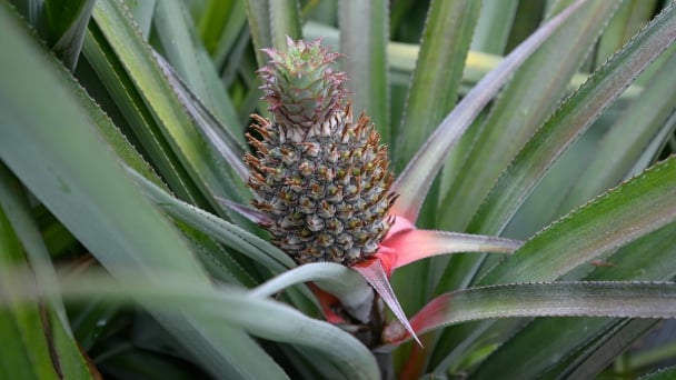 Vietnam's key fruits: a strategic push for export breakthroughs
