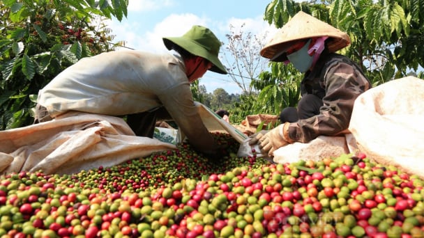 Maintaining the export target for AFF products in 2025