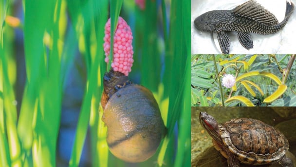 Vietnam acts to control threatening invasive alien species