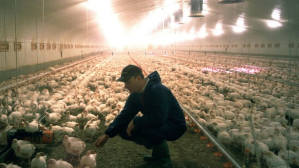 Feed sanitisation: A strategic approach to poultry performance