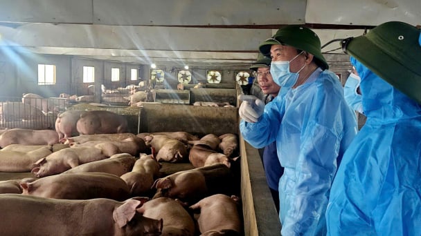 Overcoming vaccine hesitancy toward African swine fever