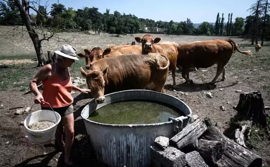 Farmers in southwest France express growing concern over the ongoing heatwave
