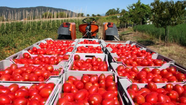 Mexican tomato exports experienced their steepest drop in the first semester since 2012