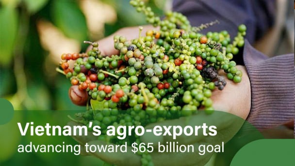 Positive pepper export outlook in Q4