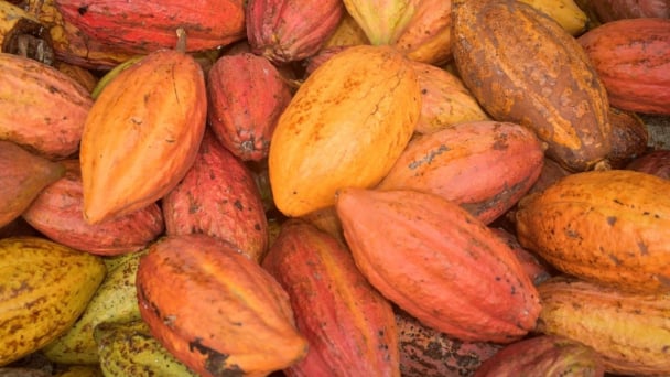 The cacao sector in the Mekong Delta shifts toward organic farming