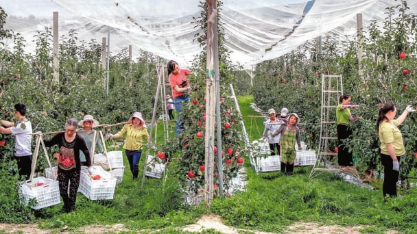 25-yuan roast duck reflects progress of rural vitalization